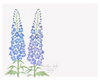 Delphinium Single Card